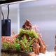 Calentador Tiny Titan para Acuario Nano | Hygger HG045