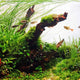 Madera de Teca Natural para Acuario | Hygger HC001