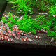 Sustrato para Acuario Plantado | Hygger HC011